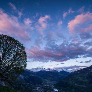 Du vent dans les branches