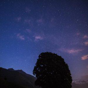 Les lauriers de Maurice