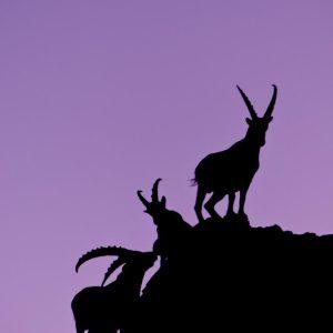 Le crépuscule des bouquetins
